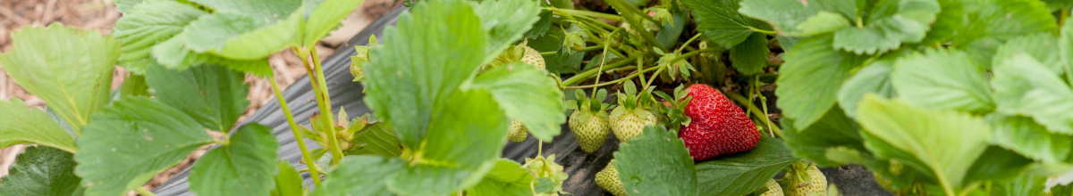 Strawberry Plant